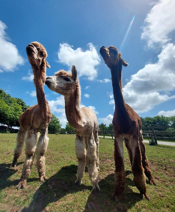 Cosy Barn On Rural Smallholding With Alpacas, Goats & Pigs Stithians Ngoại thất bức ảnh